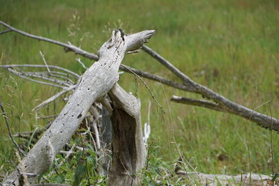 Close-up of plant growing on field