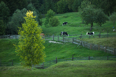 Alpine views from fagaras mountains, romania. summer carpathian landscapes.