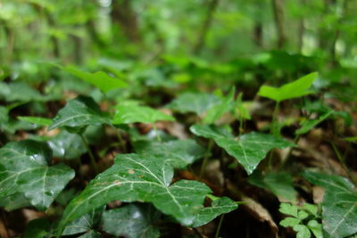 Close-up of fresh green leaves