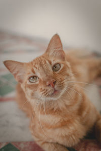 Close-up portrait of a cat