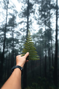 Midsection of person holding pine tree in forest