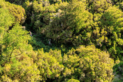 Scenic view of forest