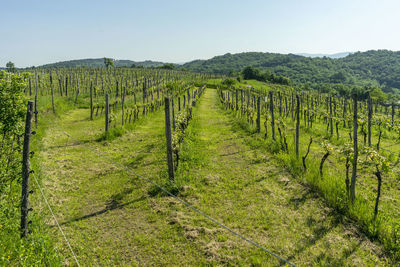 Scenic view of field against clear sky