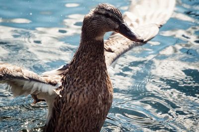 Close-up of duck swimming on lake