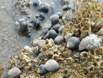 Rocks on beach