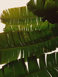 Close-up of leaf