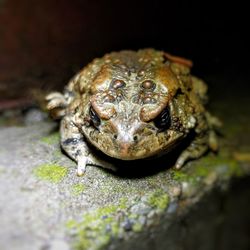 Close-up of frog on rock