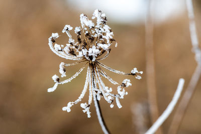 Close-up of frozen plant