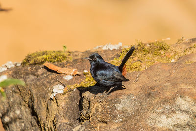 Bird perching on rock