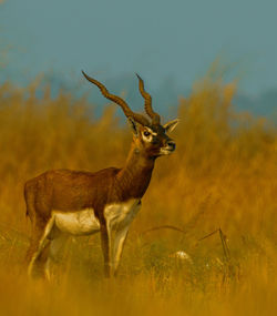 Deer standing on field