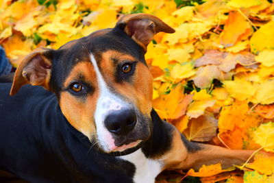 Portrait of dog on field during autumn