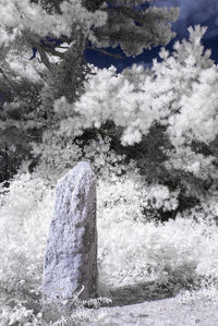 View of trees on snow covered land