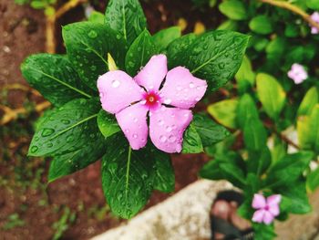 Close-up of wet pink flowering plant