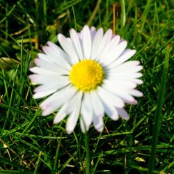 Close-up of white daisy blooming in grass