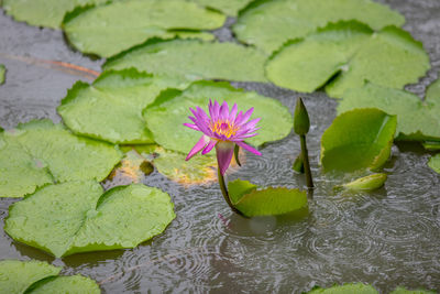 Lotus water lily in lake