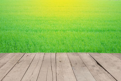 High angle view of grassy field