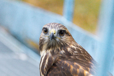 Close-up portrait of common buzzard