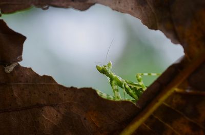 Close-up of insect on leaf