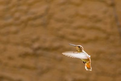 Bird in flight