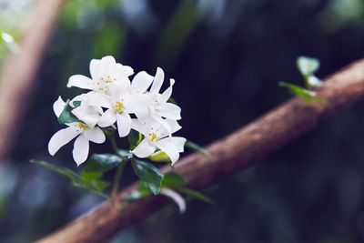 Close-up of white flower blooming on tree