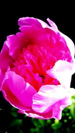 Close-up of pink rose