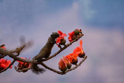 Low angle view of red flowers against sky