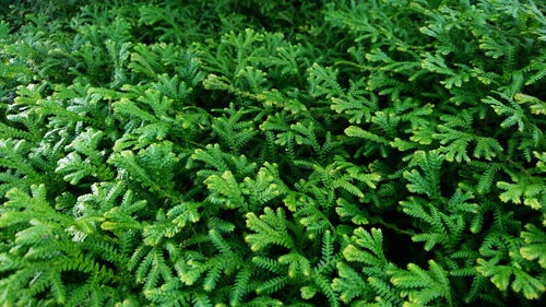 Full frame shot of fresh green leaves