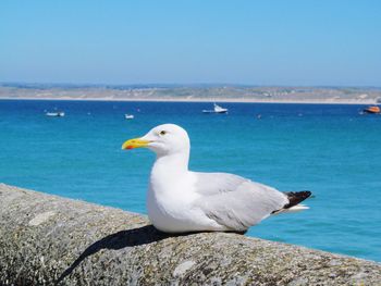 Seagull by the sea in england