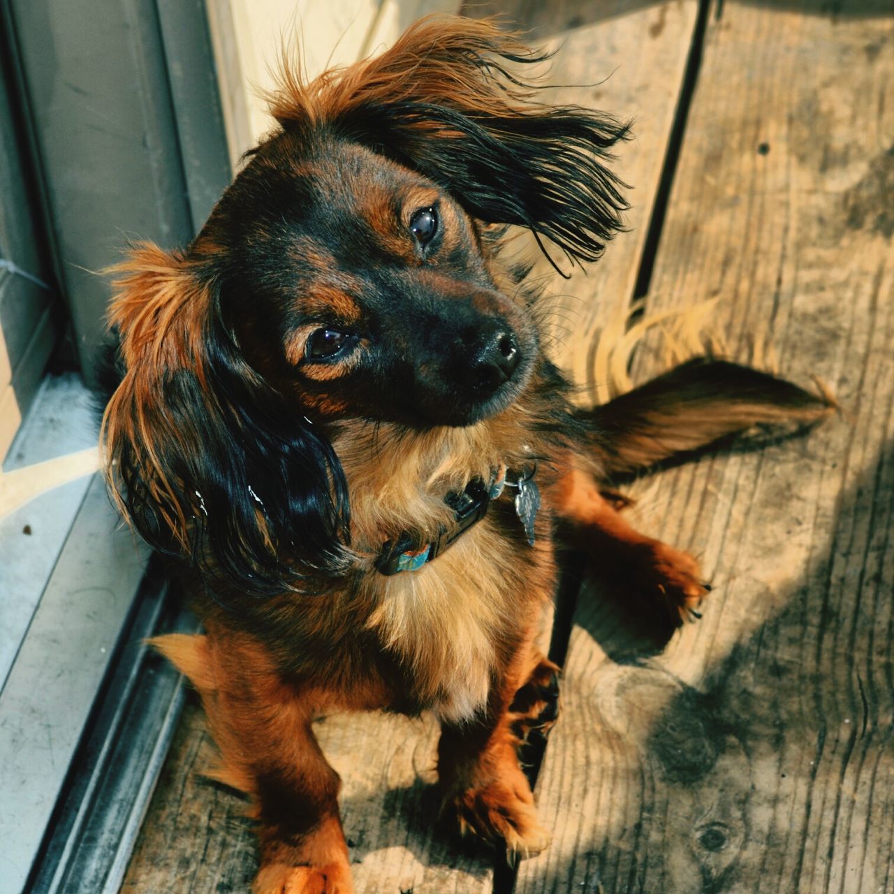 pets, domestic animals, animal themes, one animal, dog, mammal, indoors, home interior, sitting, brown, portrait, looking at camera, high angle view, no people, flooring, home, close-up, relaxation, zoology