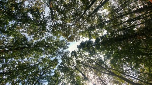 Low angle view of trees in forest against sky