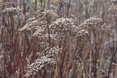 Close-up of dried plant in forest