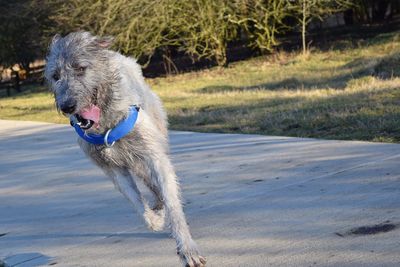 Dog running on road