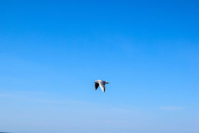 Low angle view of seagull flying