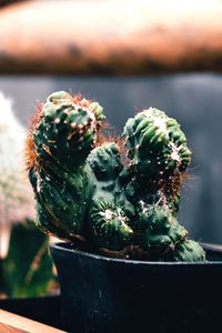 Close-up of succulent plant