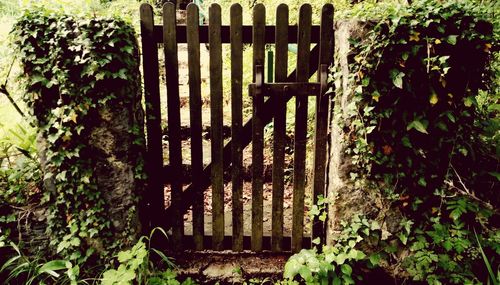 Fence by plants in yard