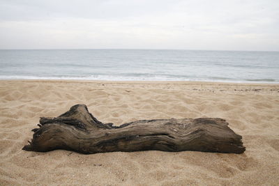 Driftwood in sand on beach against sky