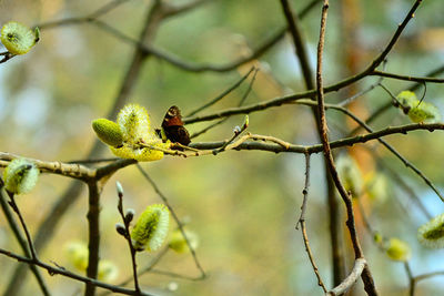 Close-up of bird perching on tree