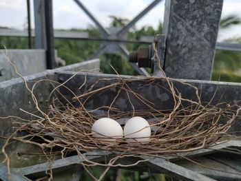 High angle view of eggs in nest