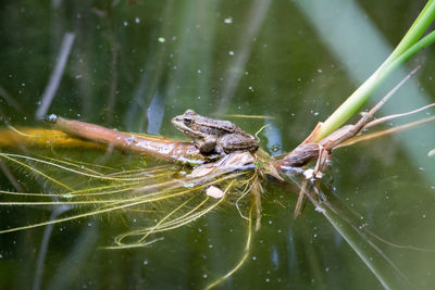 Close-up of frog