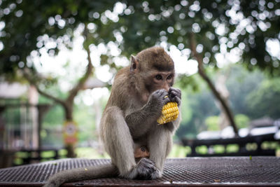 Monkey eating 