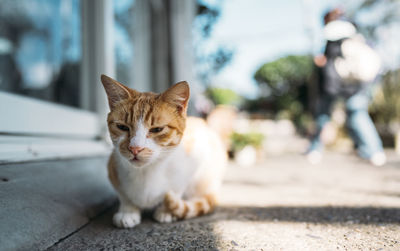 Close-up of ginger cat sitting on road