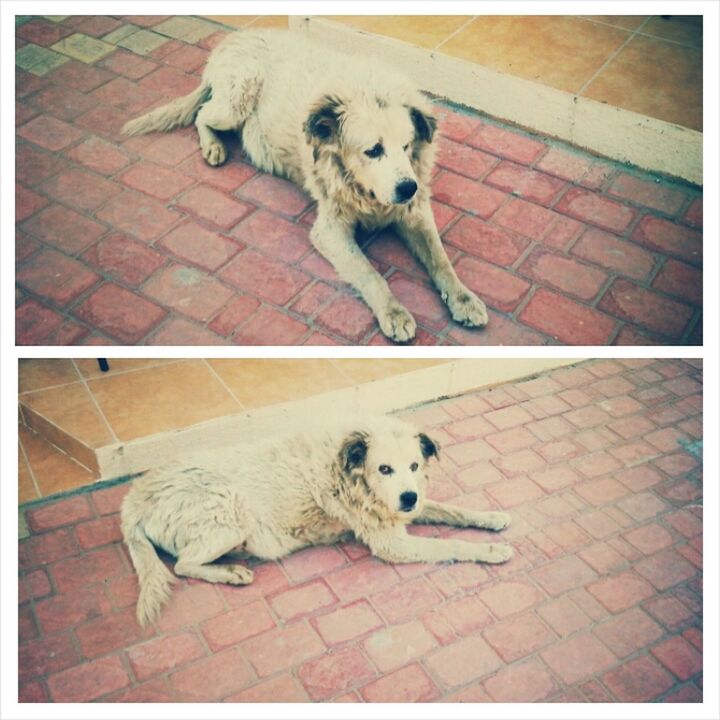 domestic animals, pets, animal themes, one animal, mammal, dog, transfer print, auto post production filter, high angle view, lying down, relaxation, domestic cat, tiled floor, resting, cat, sleeping, portrait, flooring, paving stone, full length