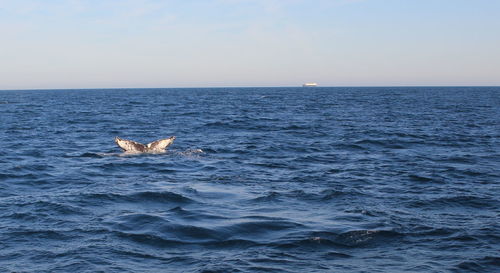 Humpback whale diving into sea against clear sky