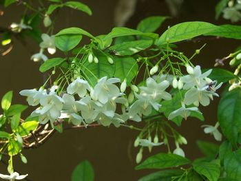 Close-up of white flowering plant