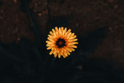 Close-up of fresh yellow flower blooming outdoors