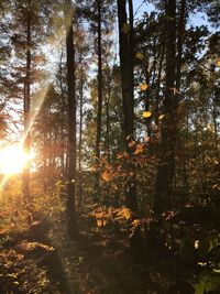 Sunlight streaming through trees in forest during autumn