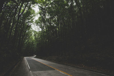 Empty road amidst trees in forest