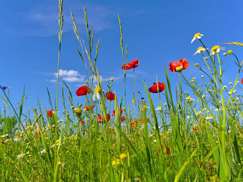 Close-up of red poppy flowers on field against sky