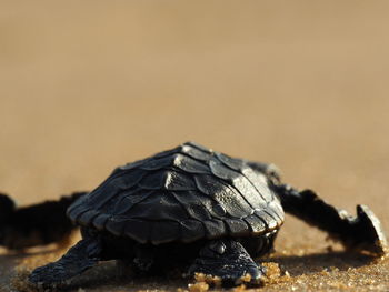 Close-up of lizard on rock