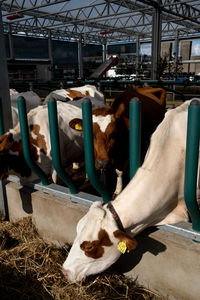 Cow in shed